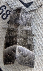 Papaipema eupatorii