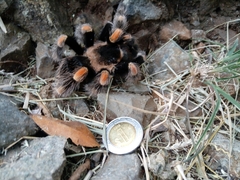 Brachypelma hamorii