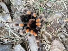 Brachypelma hamorii