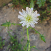 California Chicory - Photo (c) randomtruth, some rights reserved (CC BY-NC-SA)