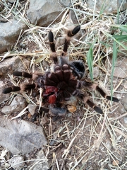 Brachypelma hamorii