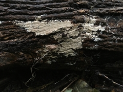 Etheirodon fimbriatum