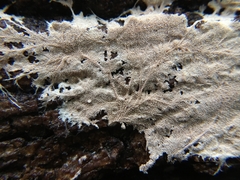 Etheirodon fimbriatum