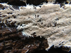 Etheirodon fimbriatum