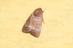Hampsonodes