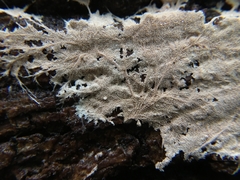 Etheirodon fimbriatum