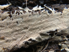 Etheirodon fimbriatum