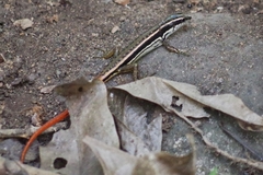 Sphenomorphus dussumieri