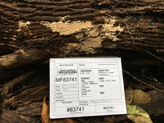 Etheirodon fimbriatum