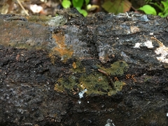 Tomentella ferruginea