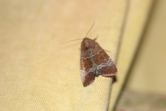 Hampsonodes