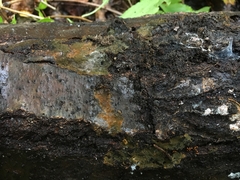 Tomentella ferruginea