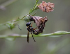 Stenodynerus propinquus