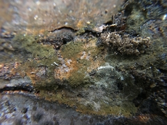 Tomentella ferruginea