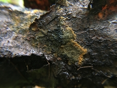 Tomentella ferruginea