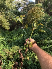 Cicuta mexicana