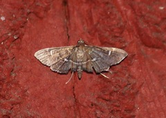 Diathrausta harlequinalis