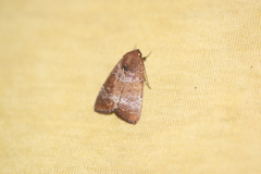 Hampsonodes