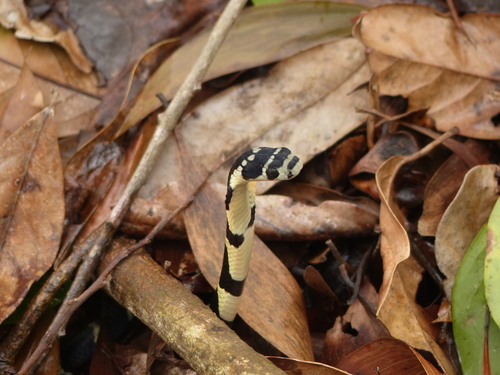 Western Ghats king cobra, Ophiophagus kaalinga