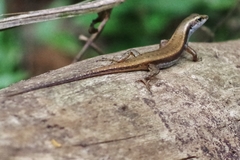 Sphenomorphus dussumieri