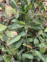 Uvaria lucida virens