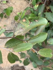 Uvaria lucida virens