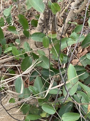 Uvaria lucida virens