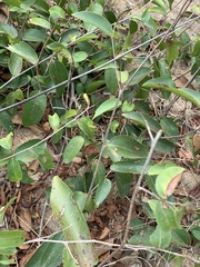 Uvaria lucida virens