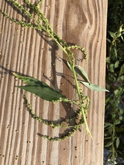 Amaranthus australis