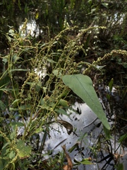 Amaranthus australis