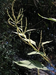 Amaranthus australis