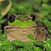 Andean Marsupial Frog - Photo (c) osoandino, some rights reserved (CC BY-NC), uploaded by osoandino