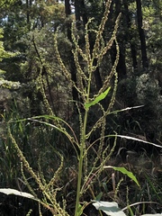Amaranthus australis