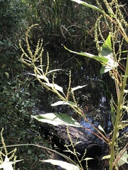 Amaranthus australis