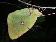 Colias croceus