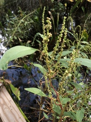 Amaranthus australis