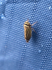 Amblysellus curtisii