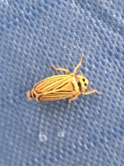 Amblysellus curtisii