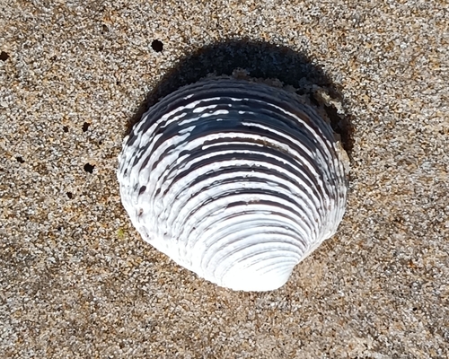Venus verrucosa