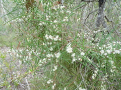 Hakea carinata