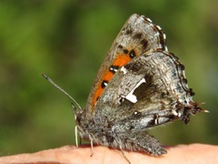 Phasis braueri