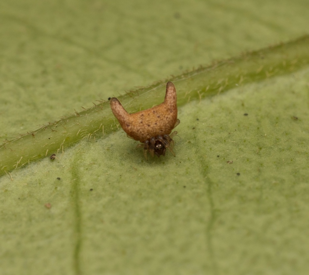 Phoroncidia pennata