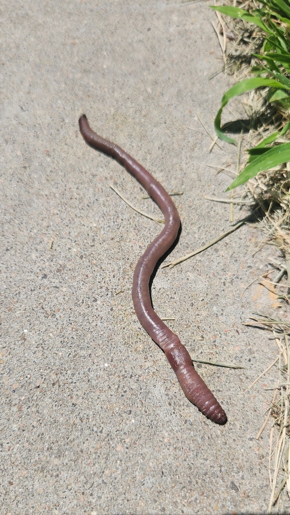 Pheretimoid earthworm