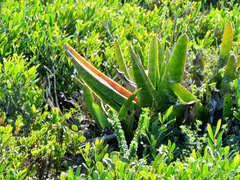 Gasteria acinacifolia