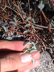 Pellaea bridgesii
