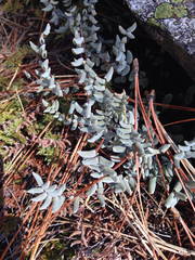 Pellaea bridgesii