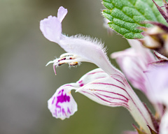Lamium garganicum