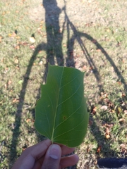 Liriodendron tulipifera