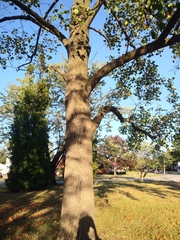 Liriodendron tulipifera