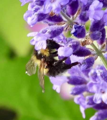 White-tailed Bumble Bee, Netherlands, photo 5 of 10